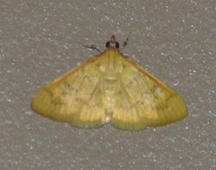Loxomorpha flavidissimalis