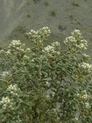 Olearia cymbifolia