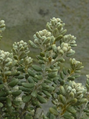 Olearia cymbifolia