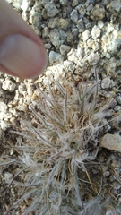 Dasyochloa pulchella