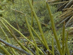 Carmichaelia australis