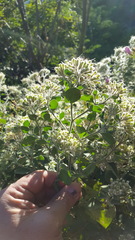 Salpianthus arenarius