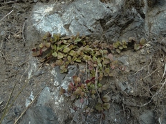 Veronica melanocaulon