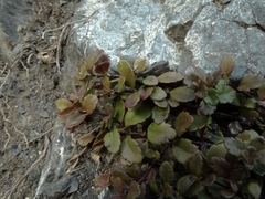 Veronica melanocaulon