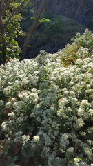 Salpianthus arenarius