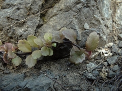 Veronica melanocaulon