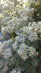 Salpianthus arenarius