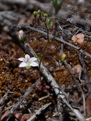 Image of Nemacladus ramosissimus by (c) Madeleine Claire, some rights reserved (CC BY)