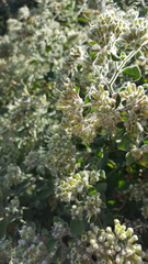 Salpianthus arenarius