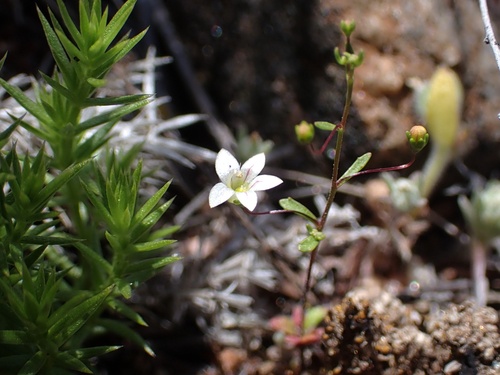 Image of Nemacladus ramosissimus by (c) Madeleine Claire, some rights reserved (CC BY)