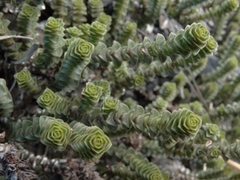 Veronica epacridea