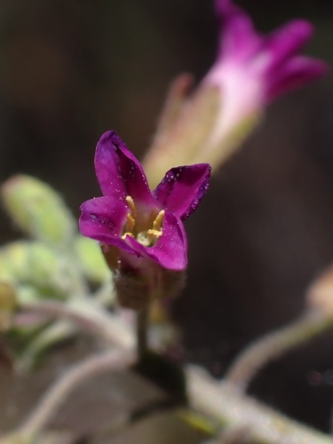 Image of Boechera californica by (c) Madeleine Claire, some rights reserved (CC BY)
