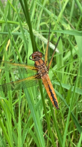Scarce Chaser, Zwolle, photo 10 of 10