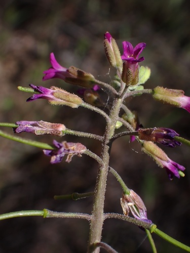 Image of Boechera californica by (c) Madeleine Claire, some rights reserved (CC BY)