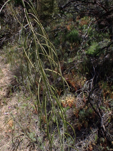 Image of Boechera californica by (c) Madeleine Claire, some rights reserved (CC BY)