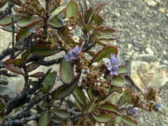 Veronica scrupea