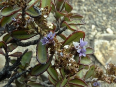 Veronica scrupea