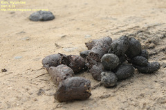 Nyctereutes procyonoides