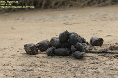 Nyctereutes procyonoides