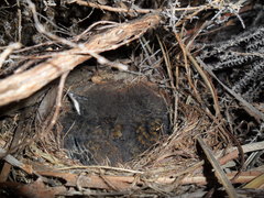 Cossypha caffra caffra