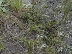 Veronica decumbens