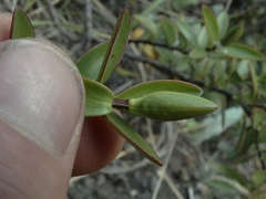 Veronica decumbens