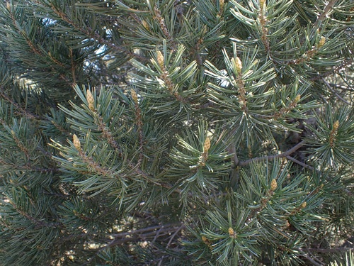 Image of Pinus quadrifolia by (c) Madeleine Claire, some rights reserved (CC BY)