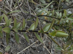 Veronica decumbens