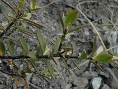 Veronica decumbens