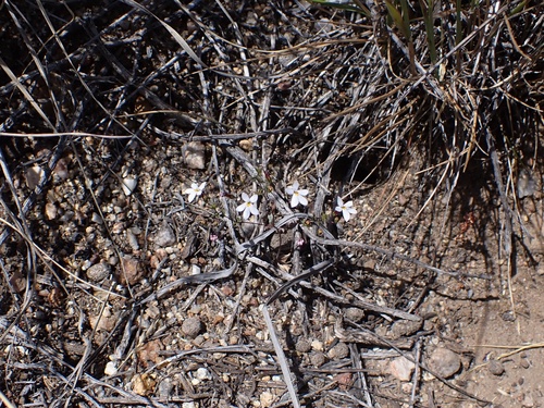 Image of Nemacladus longiflorus by (c) Madeleine Claire, some rights reserved (CC BY)