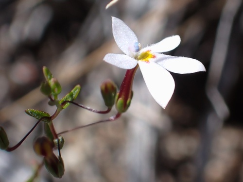 Image of Nemacladus longiflorus by (c) Madeleine Claire, some rights reserved (CC BY)