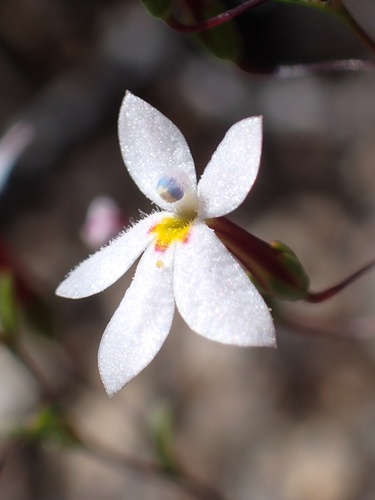 Image of Nemacladus longiflorus by (c) Madeleine Claire, some rights reserved (CC BY)
