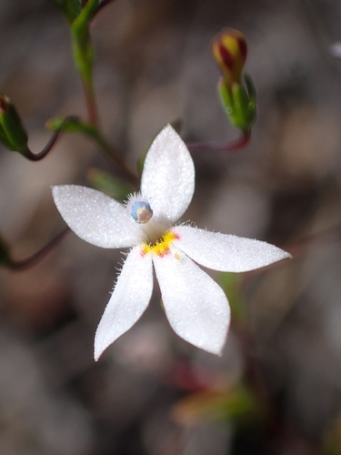 Image of Nemacladus longiflorus by (c) Madeleine Claire, some rights reserved (CC BY)