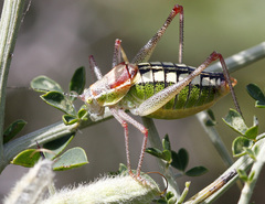 Poecilimon thessalicus