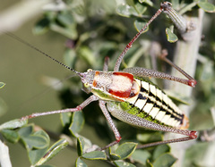 Poecilimon thessalicus