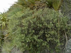 Veronica glaucophylla
