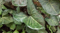 Syngonium neglectum
