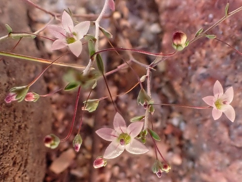 Image of Nemacladus ramosissimus by (c) Madeleine Claire, some rights reserved (CC BY)