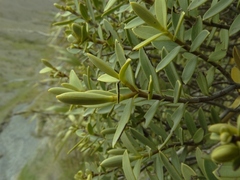 Veronica glaucophylla
