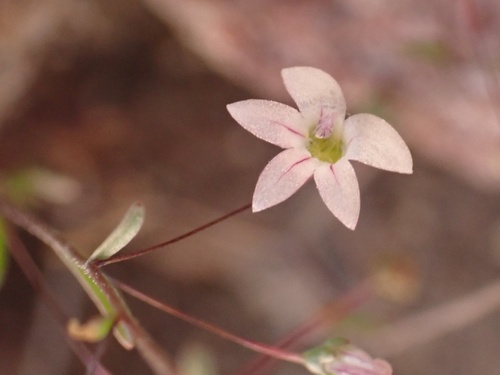 Image of Nemacladus ramosissimus by (c) Madeleine Claire, some rights reserved (CC BY)