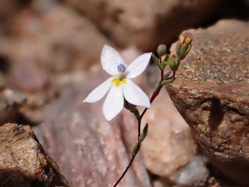 Long-flowered Nemacladus (Nemacladus longiflorus)