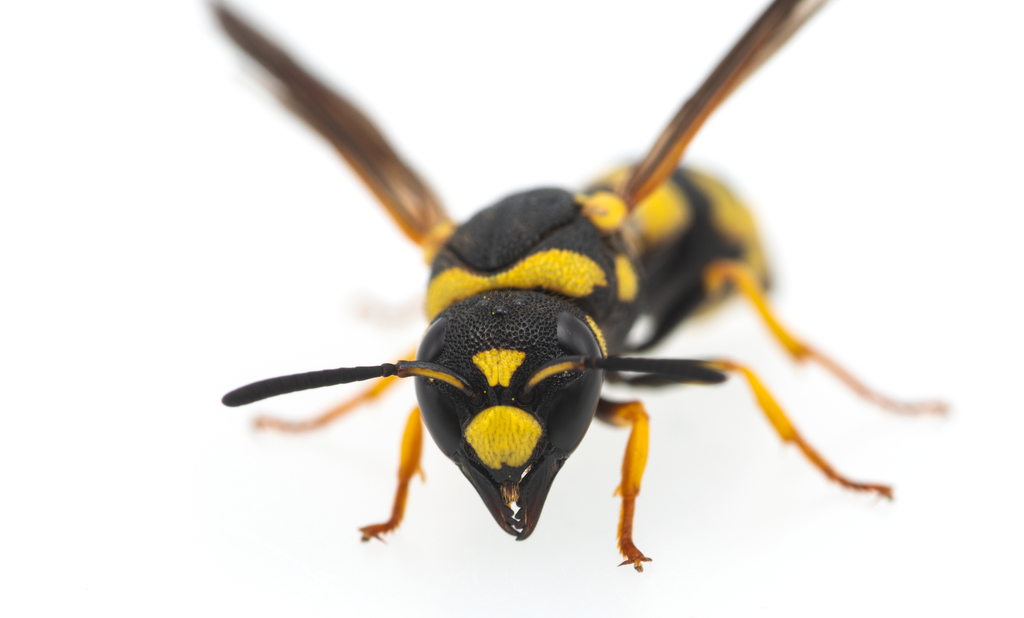 Parodontodynerus ephippium