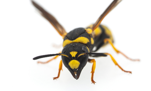 Parodontodynerus ephippium