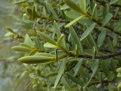 Veronica glaucophylla