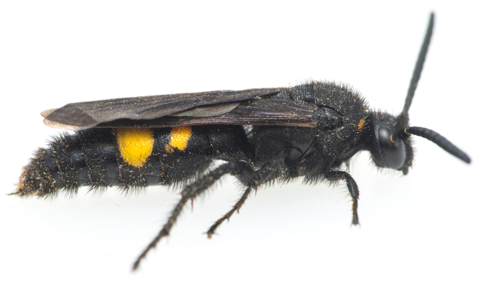 Scolia hortorum