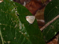 Strephonota cyllarissus