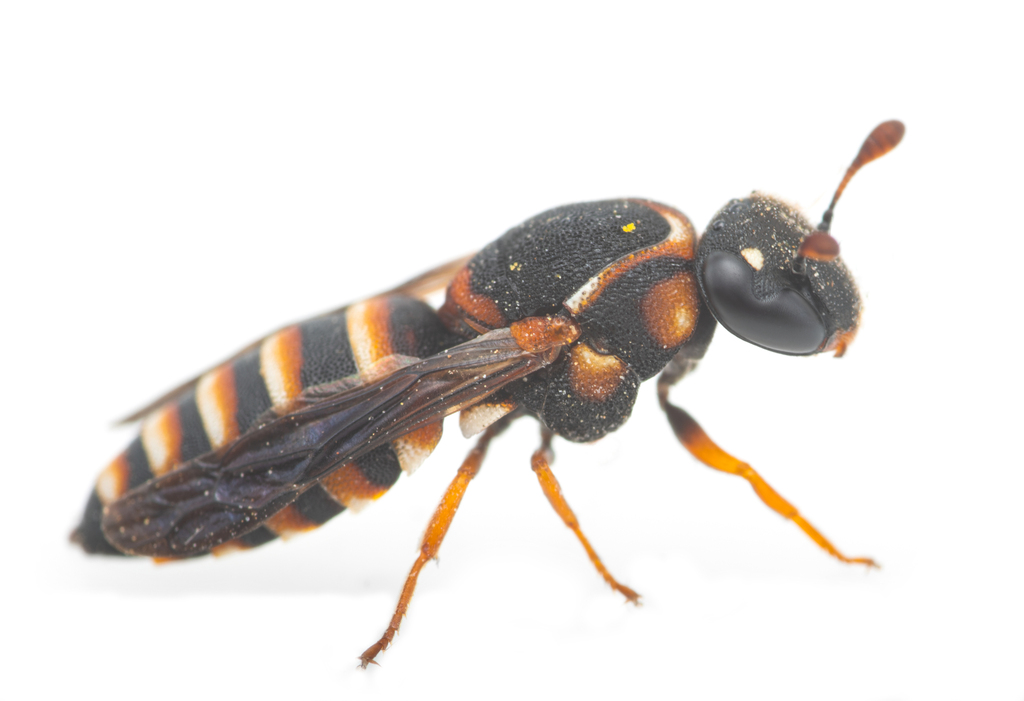 Celonites mayeti