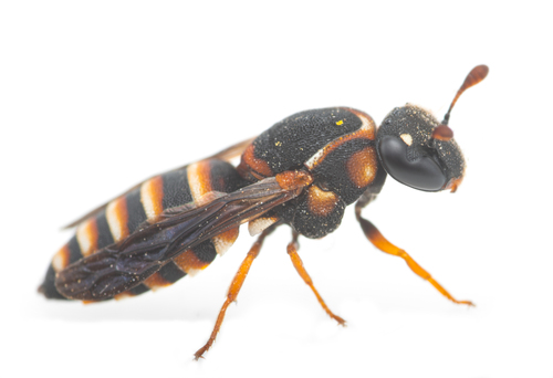 Celonites mayeti
