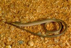 Chamaesaura macrolepis