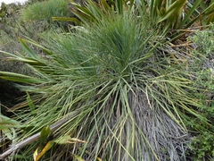 Aciphylla glaucescens